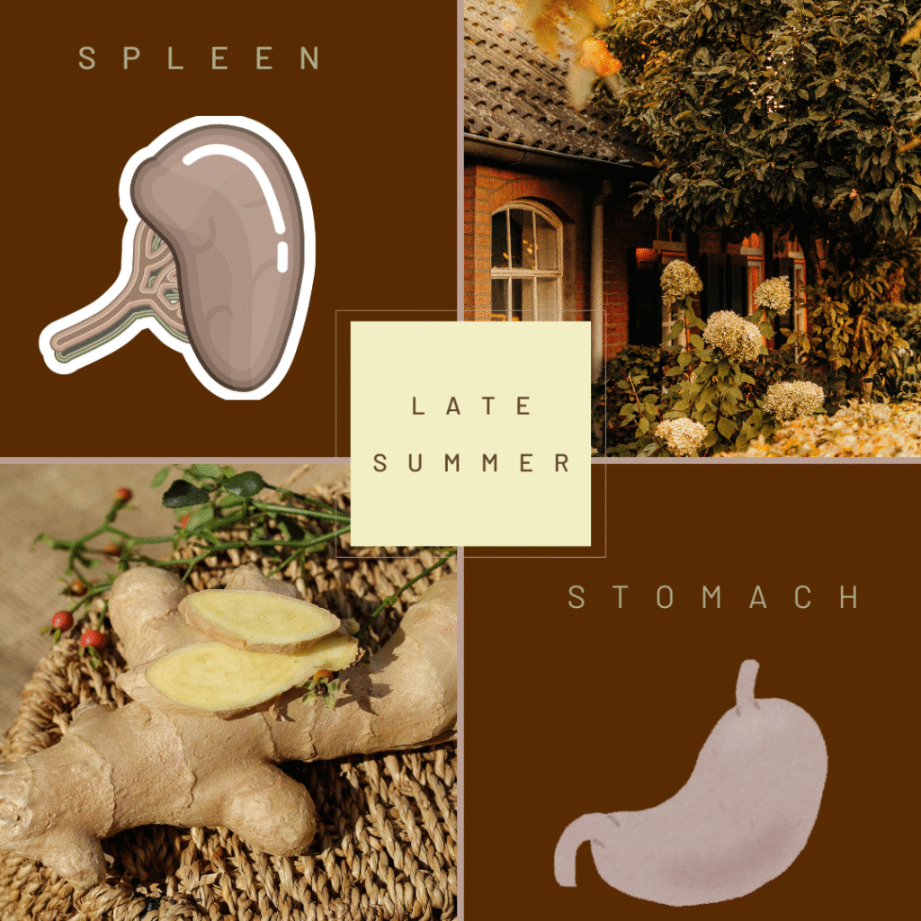 visual showing organs, ginger and vibes associated with Late Summer for holistic wellness advice.
